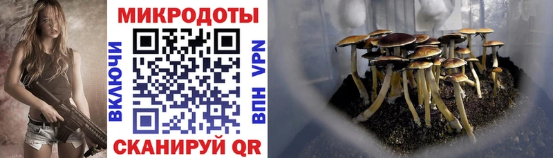 Псилоцибиновые грибы Psilocybine cubensis Белорецк